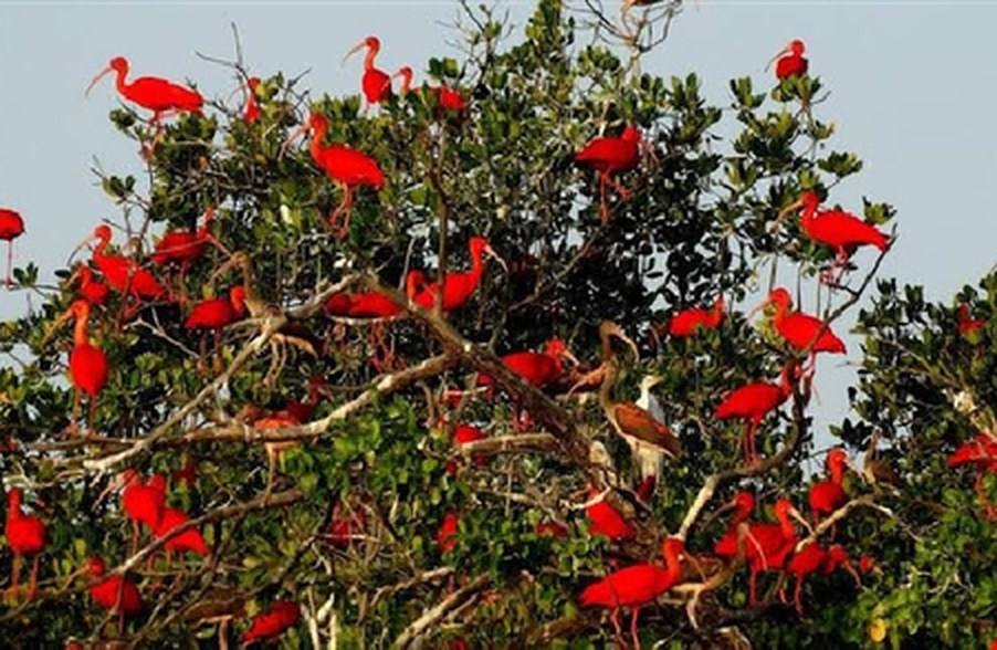 Revoada dos Guarás, Santo Amaro, foto 3